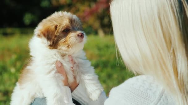 Kobieta trzyma cute puppy — Wideo stockowe