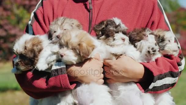 Un uomo tiene in mano un sacco di cuccioli. Un braccio di felicità, simbolo del prossimo 2018 — Video Stock