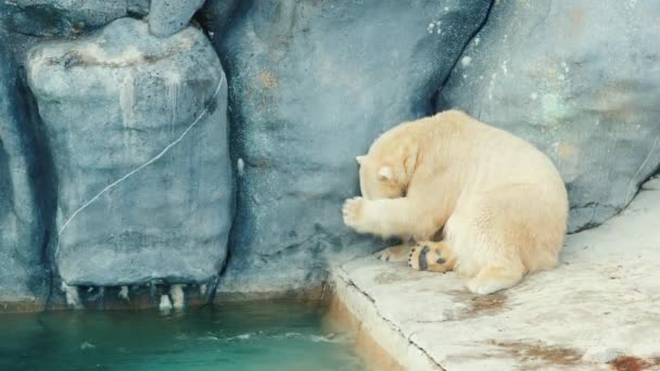 Polar bear washes his face — Stock Video