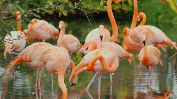 Flamencos americanos. Una bandada de hermosas aves rosadas — Vídeo de stock