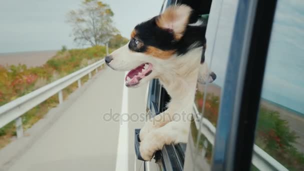Vtipné video se zvířaty. Pes jde k autu, vypadá překvapeně z okna. — Stock video