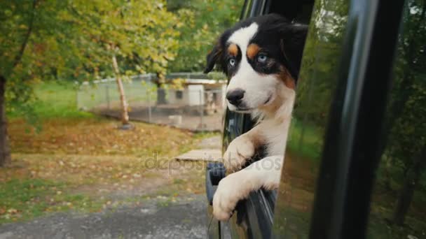 Собака покидает приют для животных. Выглядывает из окна машины, на заднем плане, клетки и будки с собаками. Принятие концепции домашнего животного — стоковое видео