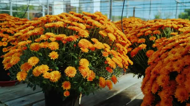 Macetas de crisantemos rojos anaranjados en un mostrador de madera. Vivero de plantas, concepto de venta de flores. Steadicam tiro — Vídeos de Stock