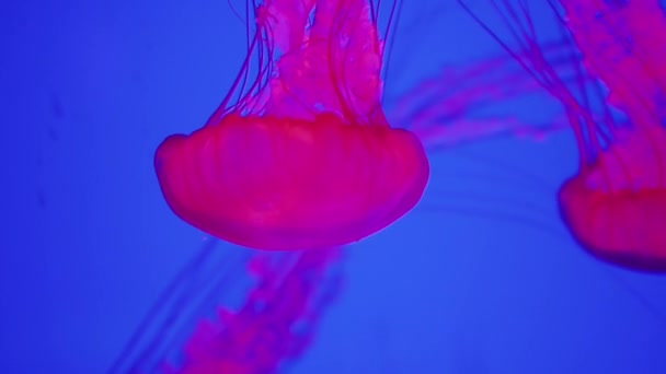 El mundo submarino - la medusa en la luz de color, flota hacia abajo — Vídeo de stock