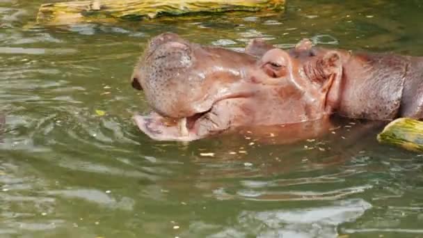 El hipopótamo está comiendo algo. Primer plano de la cabeza en el agua — Vídeos de Stock