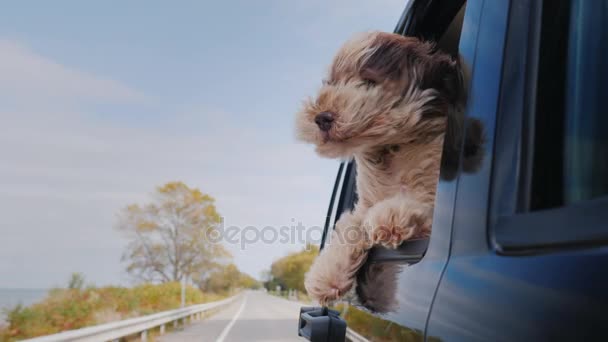 The dog looks out the window of the car that is moving — Stock Footage The dog looks out the window of the car that is moving Stock Video