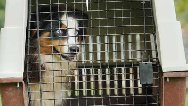 Australischer Schäferhund sitzt in einem Käfig — Stockvideo