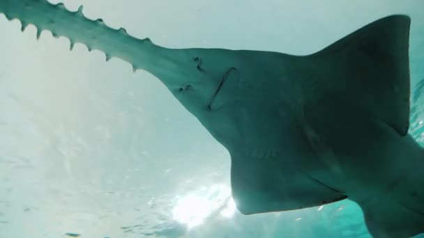 Une grande scie à poisson vogue dans un tunnel en verre . — Video