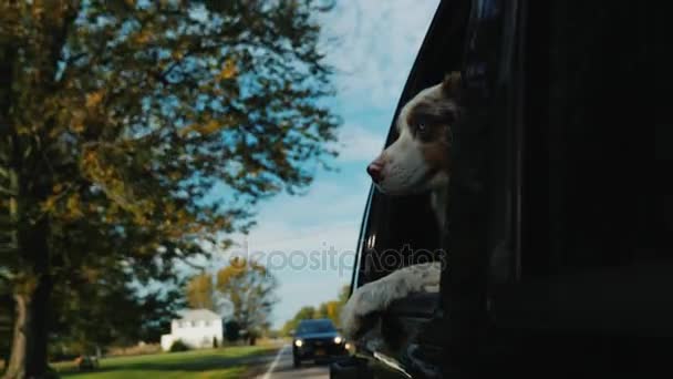 Un perro con ojos sorprendidos mira por la ventana del coche. Va por la ciudad suburbana de la calle en los EE.UU. — Vídeo de stock