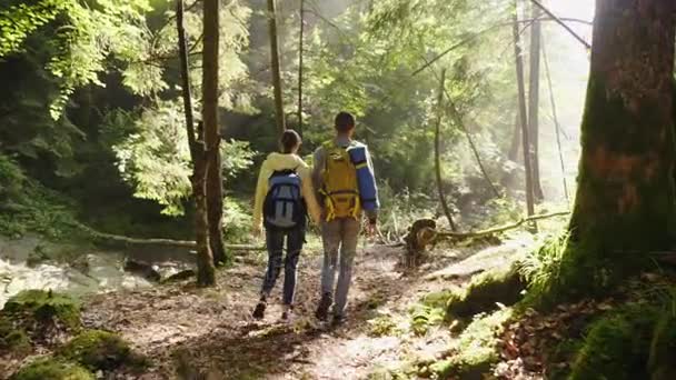 Deux touristes marchent le long d'une forêt mystérieuse tôt le matin. Les rayons du soleil brillent à travers les branches des arbres. Vue arrière — Video