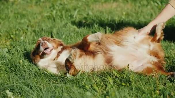 The owner is petting his pregnant dog. Animal lies on the green grass — Stock Video