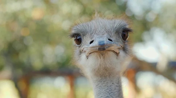 Retrato de uma avestruz fresca. Foto com profundidade de campo rasa — Fotografia de Stock
