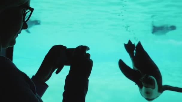 Kobieta jest fotografowanie zabawy pingwina. Ptak pływa w basenie, to są widoczne przez przezroczyste okno — Wideo stockowe