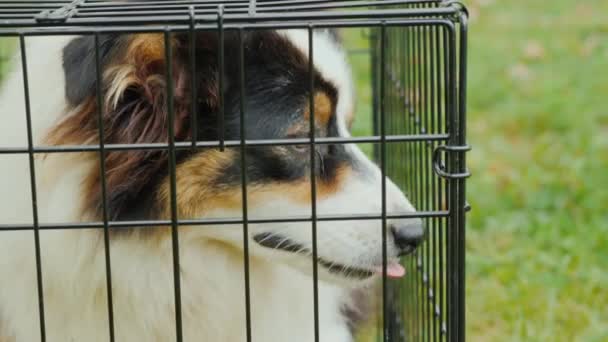 Hüzünlü gözleri olan bir köpek bir kafeste oturur. Barınak hayvanları konsepti için — Stok video