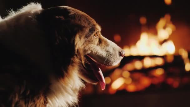 所有者は、暖炉の火を見て彼の犬をストロークします。暖かさと快適さの家のコンセプト — ストック動画