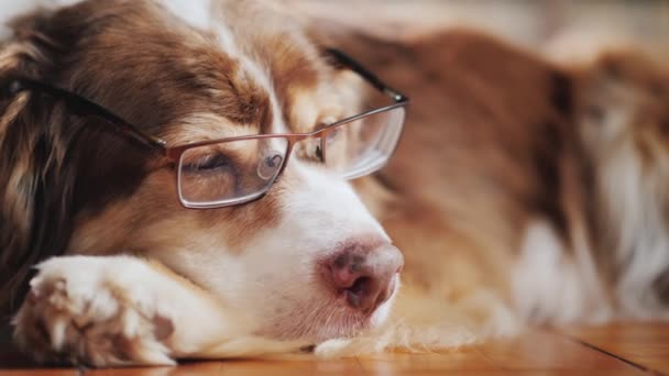 Retrato de un perro pastor con gafas. Dormitorio en el suelo en la sala de estar — Vídeos de Stock