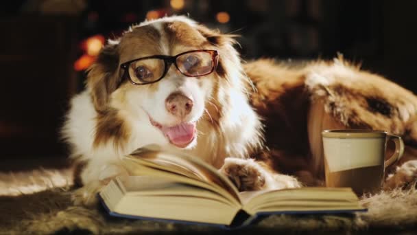 Собака в окулярах розкладається біля відкритої книги. Поруч є чашка чаю. Тепло і затишок в будинку, очікування власника концепції — стокове відео