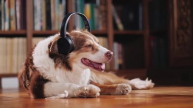 Köpek kulaklıklar müzik dinler, kütüphanede katta yatıyor