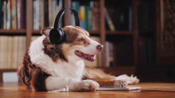 El perro disfruta de una tableta en la biblioteca, escuchando música en los auriculares. Lindo concepto mascotas — Vídeos de Stock