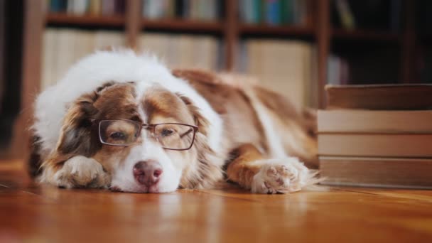 En hund i glas schaktning om en hög med böcker på golvet i biblioteket — Stockvideo