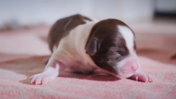 Hanya anak anjing buta yang terlahir tak berdaya. Mencoba untuk menahan diri pada kakinya — Stok Video