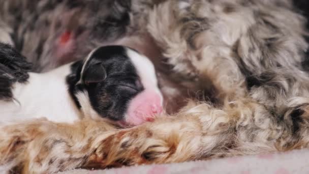 Yeni doğmuş bir kör köpek yavrusu annesinin yatıyor. — Stok video