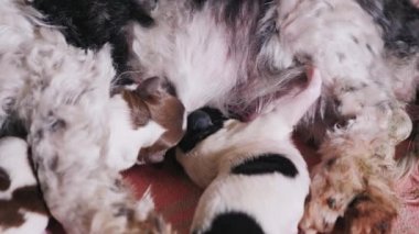 İki yakın çekim süt emme köpek yavrusu. Beslenme bebekler evcil hayvan