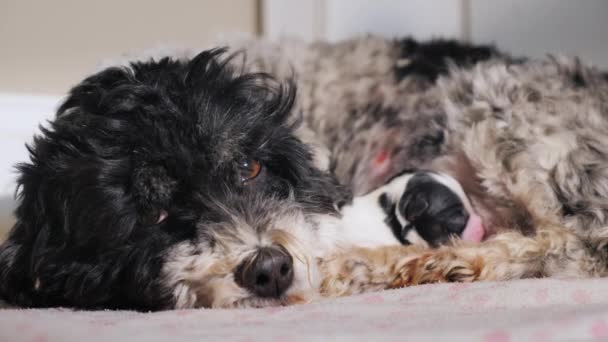Un perro recién nacido se encuentra cerca de la madre — Vídeo de stock