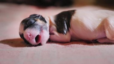Yeni köpek yavrusu tarihi savunmasız nefes almayı öğrenir. Yeni bir hayatın başlangıcı