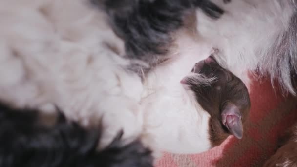 Close-up of a newborn puppy. Sucks mothers milk — Stock Video