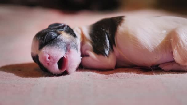 Anak anjing tak berdaya yang baru lahir belajar untuk bernapas. Awal dari kehidupan baru. — Stok Video