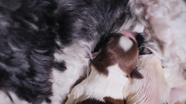 Zbliżenie vide: dwóch szczeniąt noworodka jeść mleka matki. Żywienie dzieci zwierzęta — Wideo stockowe