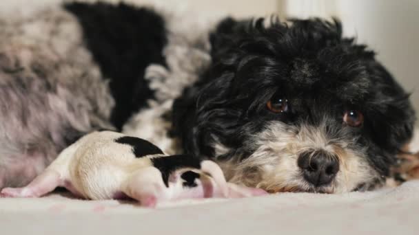Bir köpek ile bir köpek yavrusu. Doğum, kamera doğru görünüyor sonra dinlenmek — Stok video