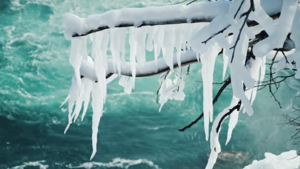 Τήξη icicles σχετικά με τα δέντρα. Φόντο το νερό του ποταμού Νιαγάρα σε οι διάσημοι καταρράκτες του Νιαγάρα. Η πρόωρη άφιξη της άνοιξης — Αρχείο Βίντεο