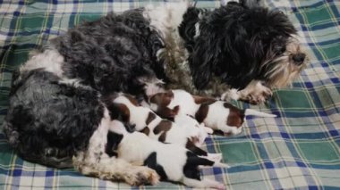 Onun küçük yavru bir köpek besliyor. Evdeki halının üstünde yatıyor