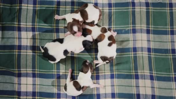 Чотири новонароджених цуценята лежать на килимку, сідло разом — стокове відео