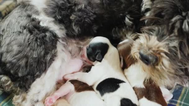 Verschillende pasgeboren puppy's zuigen melk van de moeder — Stockvideo