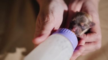 Yeni doğan yavru köpek şişeden besleme. Bakım ve koruma kavramı. Üstten Görünüm