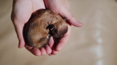 «Ana sayfa» görünümü: Yeni doğmuş bir yavru köpek el avuç içi yatıyor. Koruma ve bakım kavramı