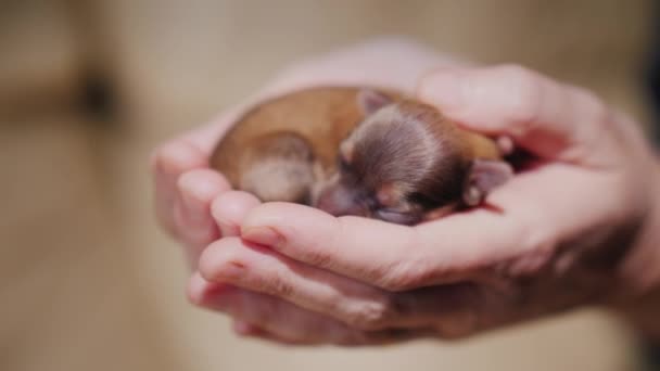 Un chiot nouveau-né se trouve dans les paumes des mains. Concept de protection et de soins — Video