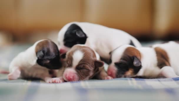 Un grupo de cachorros recién nacidos son abrazados juntos. Buscando calidez y protección — Vídeo de stock