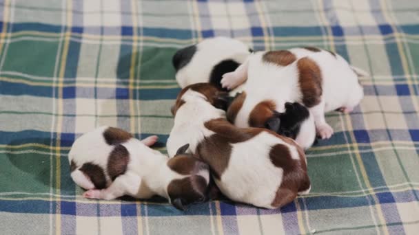 Pandangan teratas: Sekelompok anak anjing yang baru lahir dipeluk bersama-sama. Mencari kehangatan dan perlindungan — Stok Video