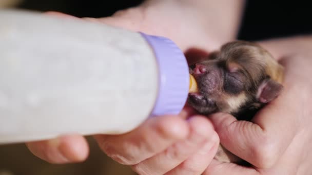 Feed a newborn puppy from the bottle. Caring and protection concept. Side view — Stock Video