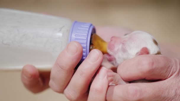 Una mujer se alimenta de un biberón de un cachorro recién nacido. Concepto de cuidado y protección — Vídeos de Stock