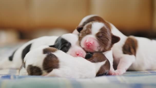 Три милых новорожденных щенка лежат бок о бок, обнимаются — стоковое видео