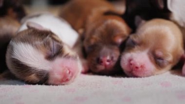 Üç sevimli yeni doğan yavru köpek. Namlu için namlu yanında yatıyor