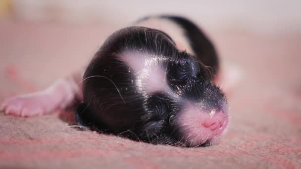 Cllse-up shot: mokré novorozené štěně dělá jeho první závan vzduchu. Nevidomé a bezbranný leží na růžové deky — Stock video