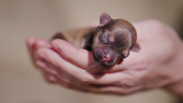 Lovely newborn puppy of brown color. Dozing in the womans palm — Stock Video