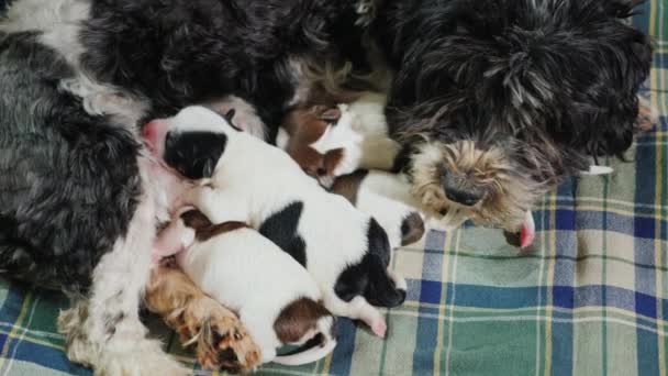 Un chien domestique nourrit ses chiots — Video