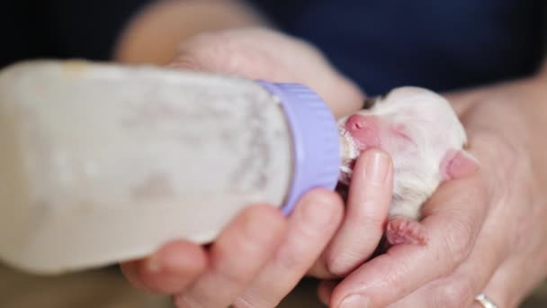 Le chiot blanc nouveau-né est nourri à partir d'une bouteille — Video